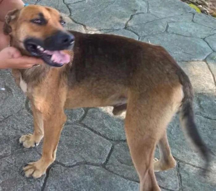 Cachorro ra a Srd idade 2 anos nome Billy 