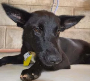 Cachorro raça SRD idade 2 anos nome ALÊ, príncipe!