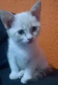 Kitty