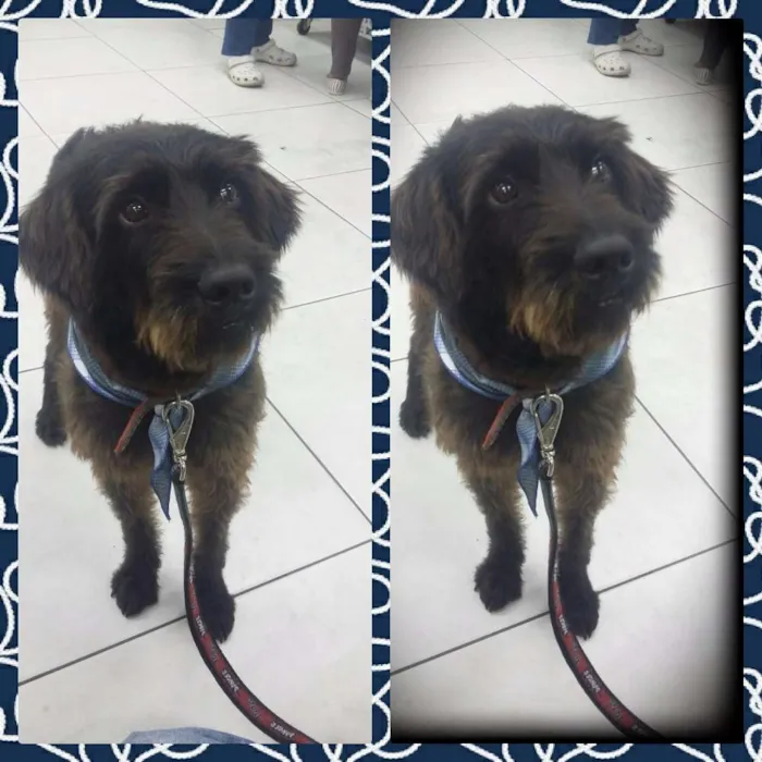 Cachorro ra a SRD idade 3 anos nome THEO