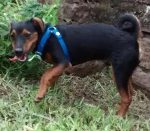 Cachorro raça Sem raça idade 1 ano nome Sem nome