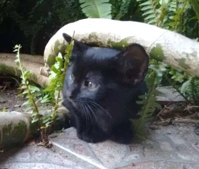 Gato ra a Srd idade 2 a 6 meses nome Black