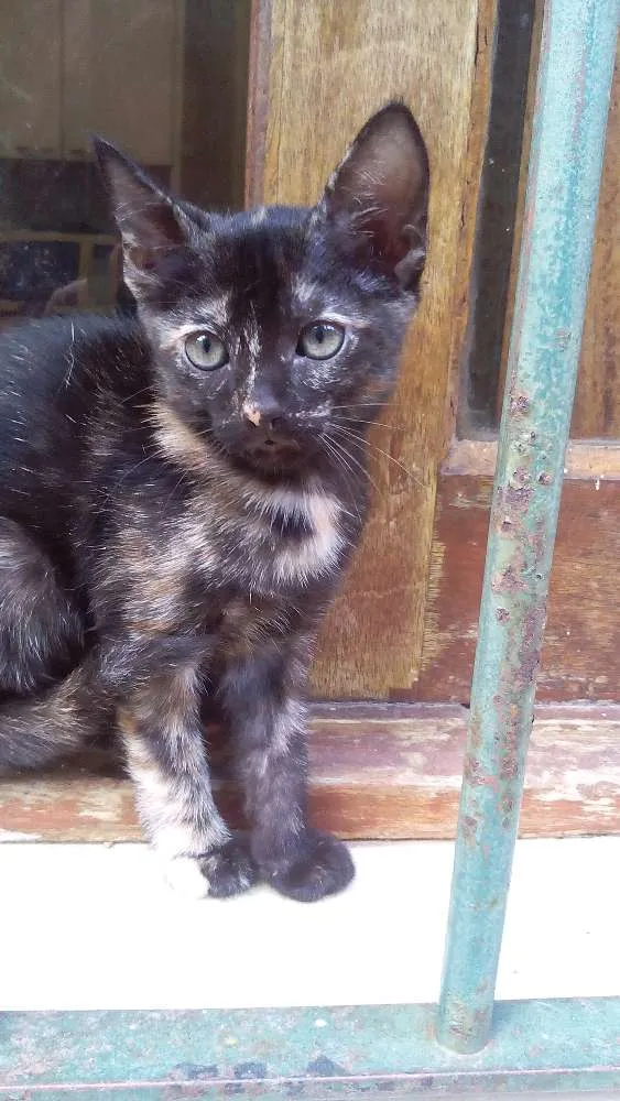 Gato ra a Não possui idade Abaixo de 2 meses nome Não possui nome
