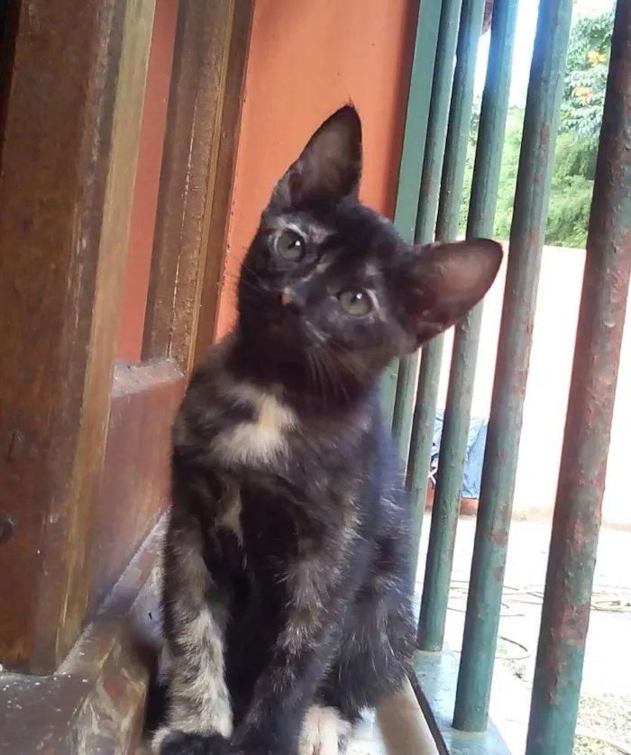 Gato ra a Não possui idade Abaixo de 2 meses nome Não possui nome