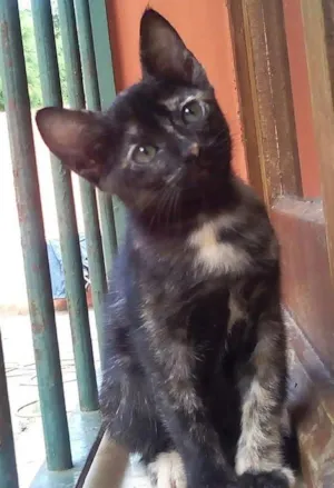 Gato raça Não possui idade Abaixo de 2 meses nome Não possui nome