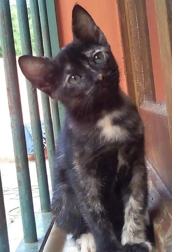 Gato ra a Não possui idade Abaixo de 2 meses nome Não possui nome