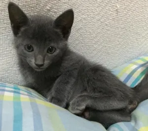 Gato raça  idade Abaixo de 2 meses nome Filhotes