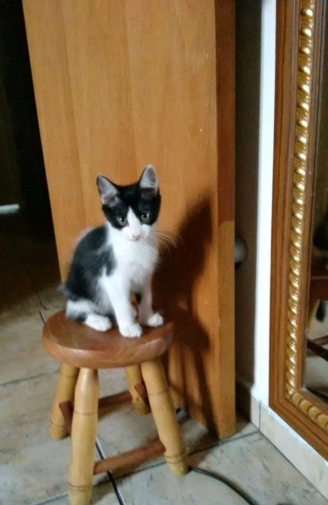 Gato ra a SRD idade 2 a 6 meses nome Adote Amora