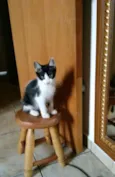 Adote Amora