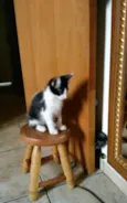 Adote Amora