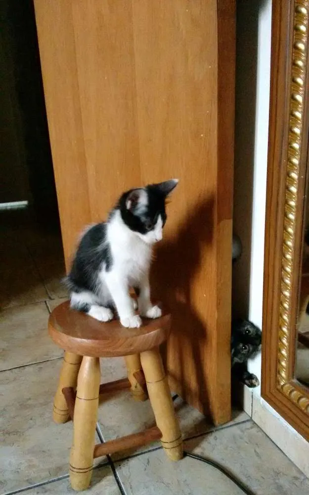 Gato ra a SRD idade 2 a 6 meses nome Adote Amora