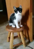 Adote Amora