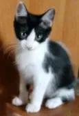 Adote Amora