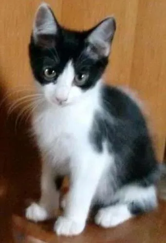 Gato ra a SRD idade 2 a 6 meses nome Adote Amora