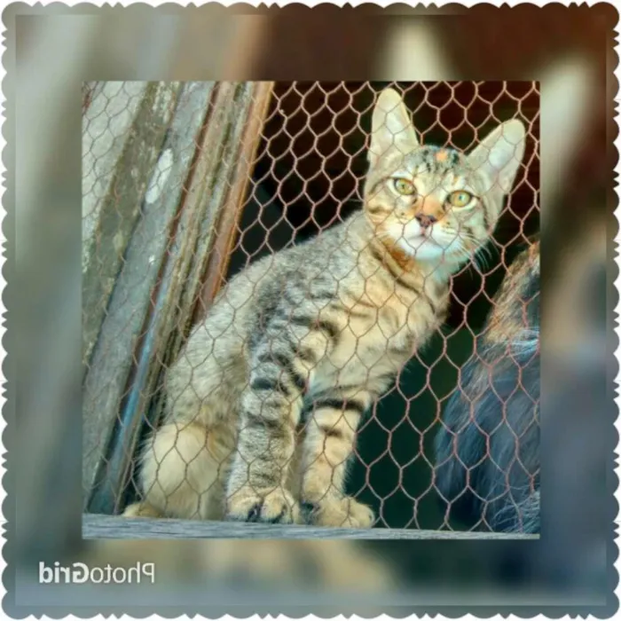 Gato ra a SRD idade 2 a 6 meses nome Adote Safira