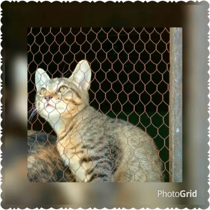 Gato ra a SRD idade 2 a 6 meses nome Adote Safira