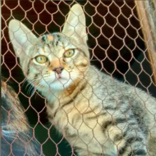 Gato ra a SRD idade 2 a 6 meses nome Adote Safira