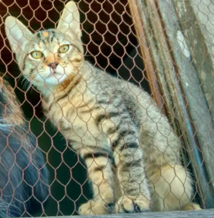 Gato ra a SRD idade 2 a 6 meses nome Adote Safira