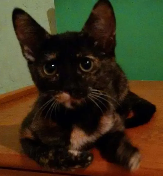 Gato ra a SRD idade 2 a 6 meses nome Adote Miska ou Mimi