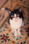 Petibanquinhos