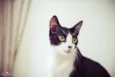 Petibanquinhos
