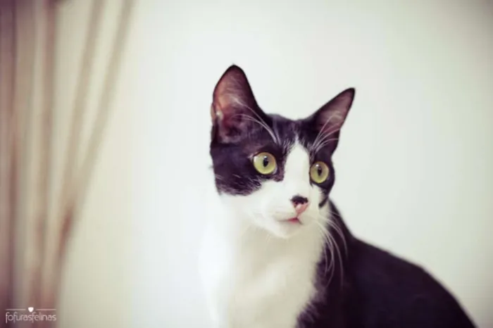 Gato ra a srd idade 1 ano nome Petibanquinhos