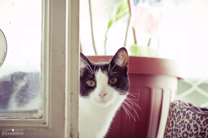 Gato ra a srd idade 2 anos nome Jules