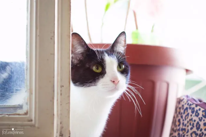 Gato ra a srd idade 2 anos nome Jules