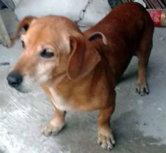 Cachorro ra a Basset idade 1 ano nome Adocao