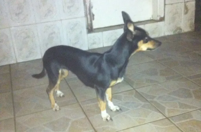 Cachorro ra a  idade 2 anos nome Belinha