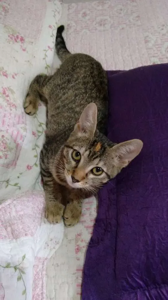 Gato ra a SRD idade 2 a 6 meses nome Adote Safira
