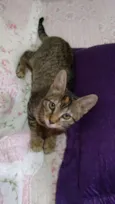 Adote Safira