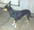 Belinha