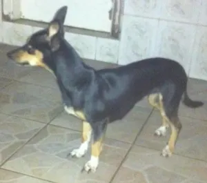 Cachorro raça  idade 2 anos nome Belinha