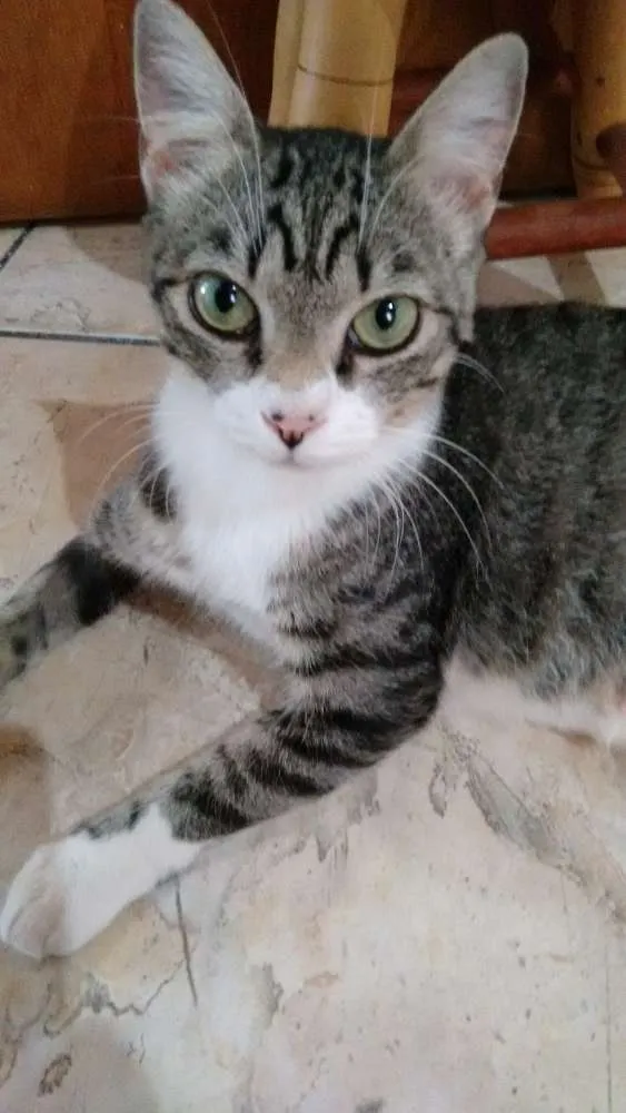 Gato ra a SRD idade 1 ano nome Adote Mellody Castrada