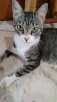 Adote Mellody Castrada