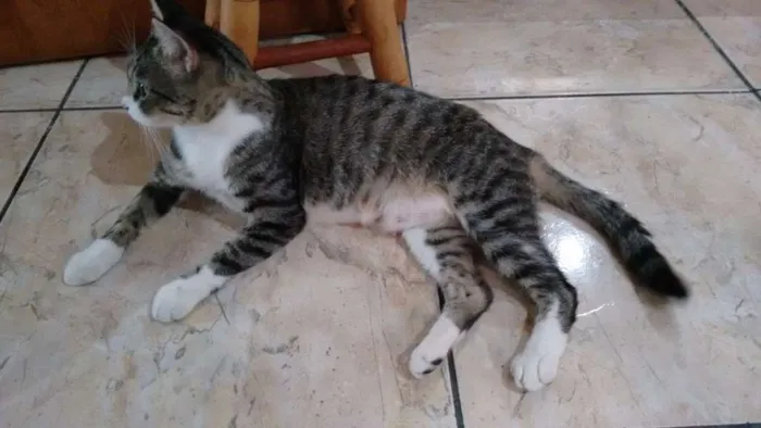 Gato ra a SRD idade 1 ano nome Adote Mellody Castrada
