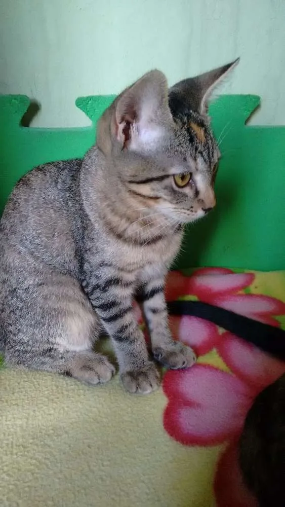 Gato ra a SRD idade 2 a 6 meses nome Adote Safira