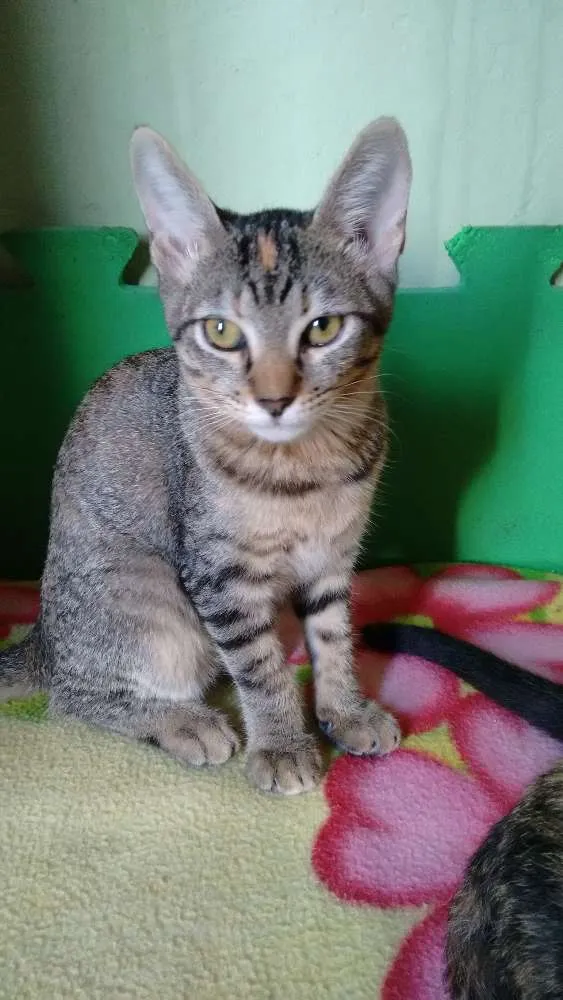 Gato ra a SRD idade 2 a 6 meses nome Adote Safira