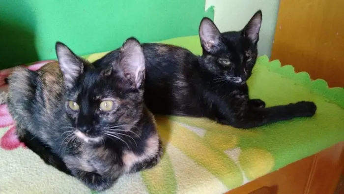 Gato ra a SRD idade 2 a 6 meses nome Adote Miska ou Mimi
