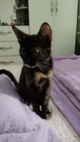 Adote Miska ou Mimi