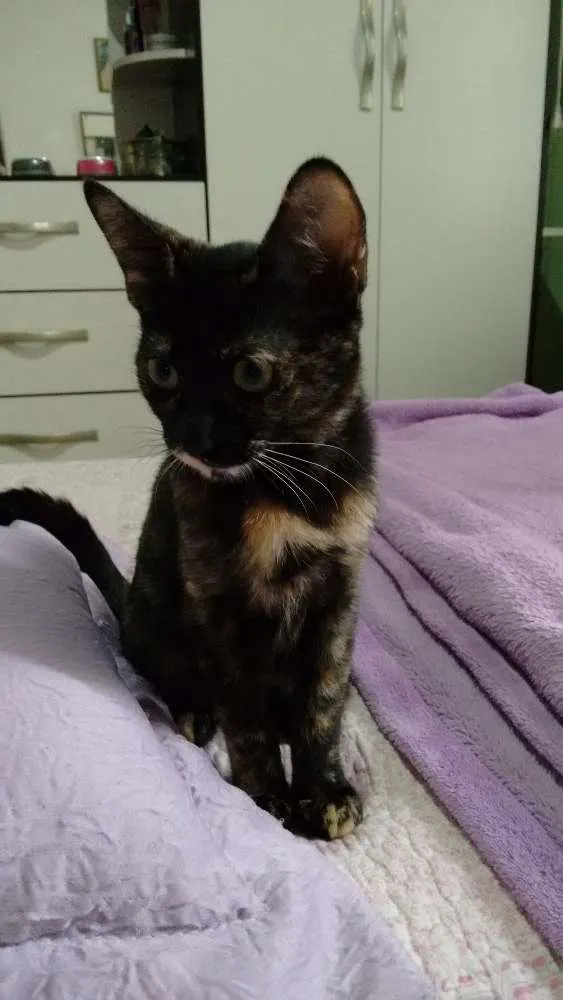 Gato ra a SRD idade 2 a 6 meses nome Adote Miska ou Mimi