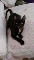 Adote Miska ou Mimi