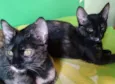 Adote Miska ou Mimi