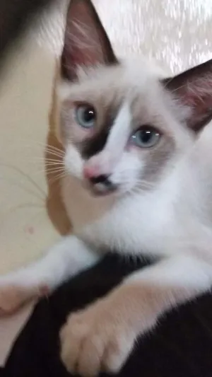 Gato raça srd idade 2 a 6 meses nome Branquinho