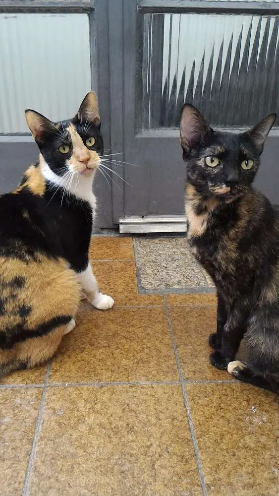 Gato ra a SRD idade 3 anos nome Andrômeda