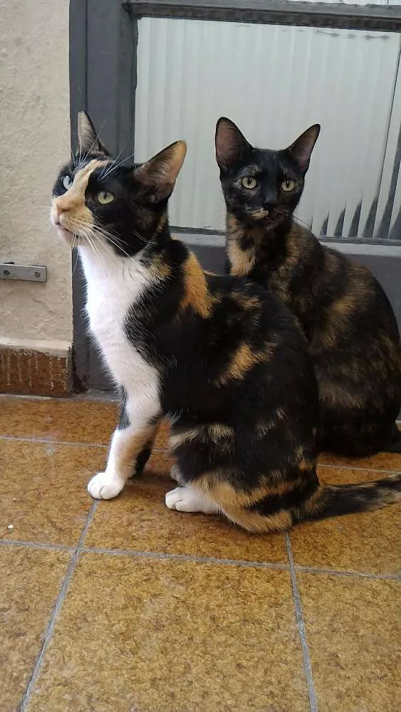 Gato ra a SRD idade 3 anos nome Andrômeda