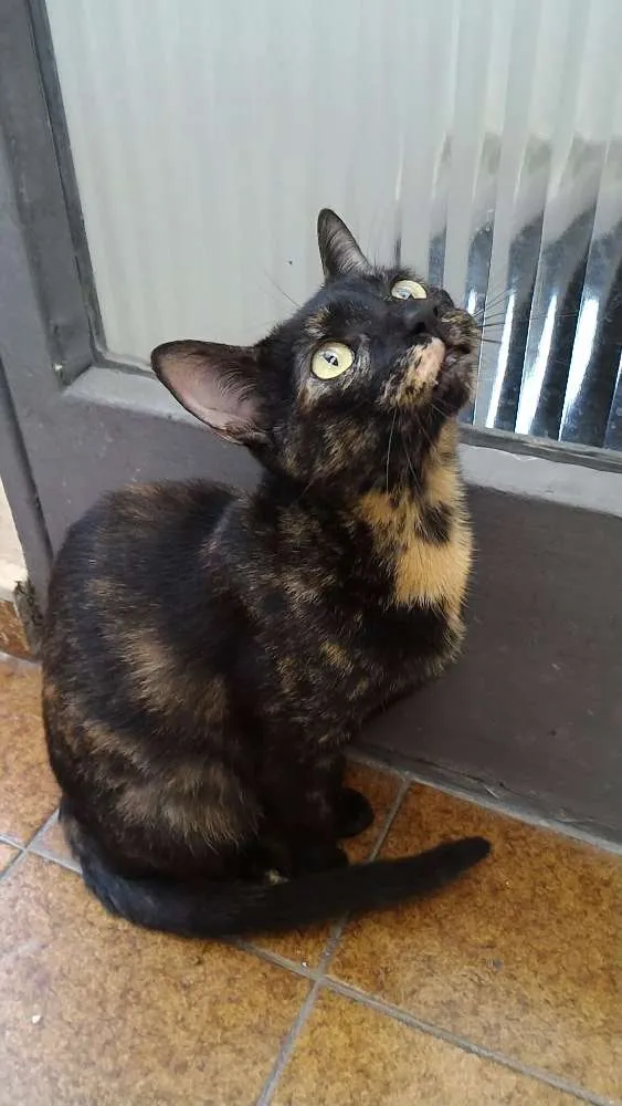 Gato ra a SRD idade 3 anos nome Andrômeda