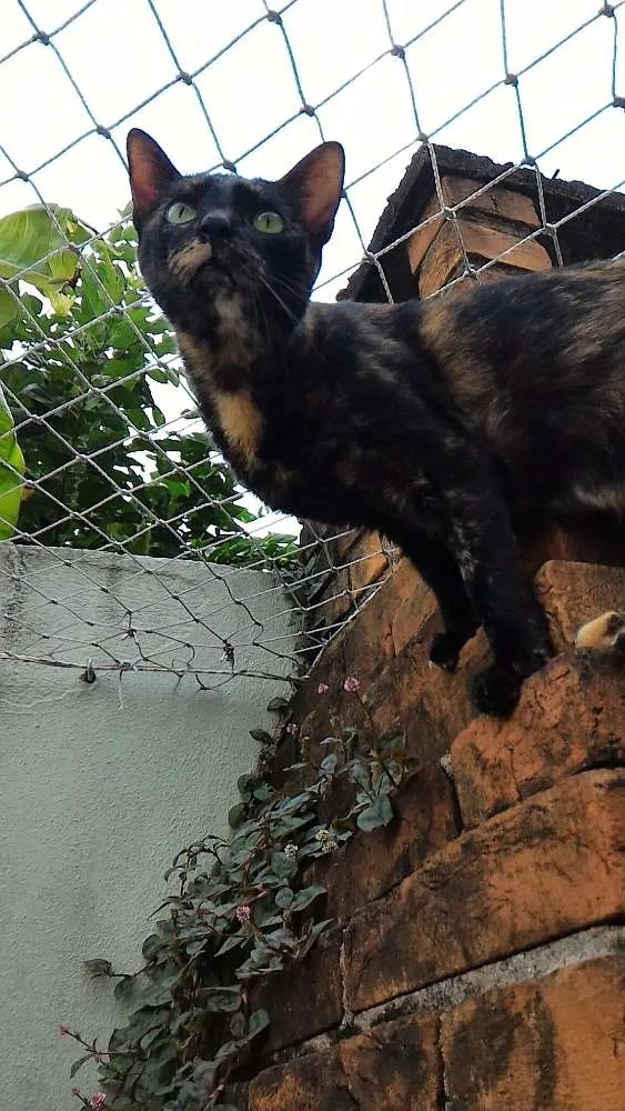 Gato ra a SRD idade 3 anos nome Andrômeda