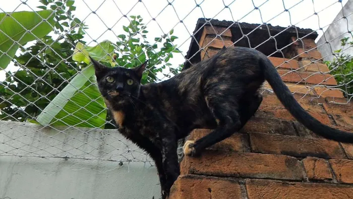Gato ra a SRD idade 3 anos nome Andrômeda
